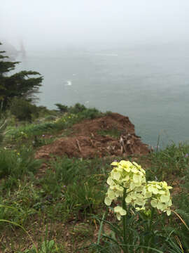 Image of San Francisco wallflower