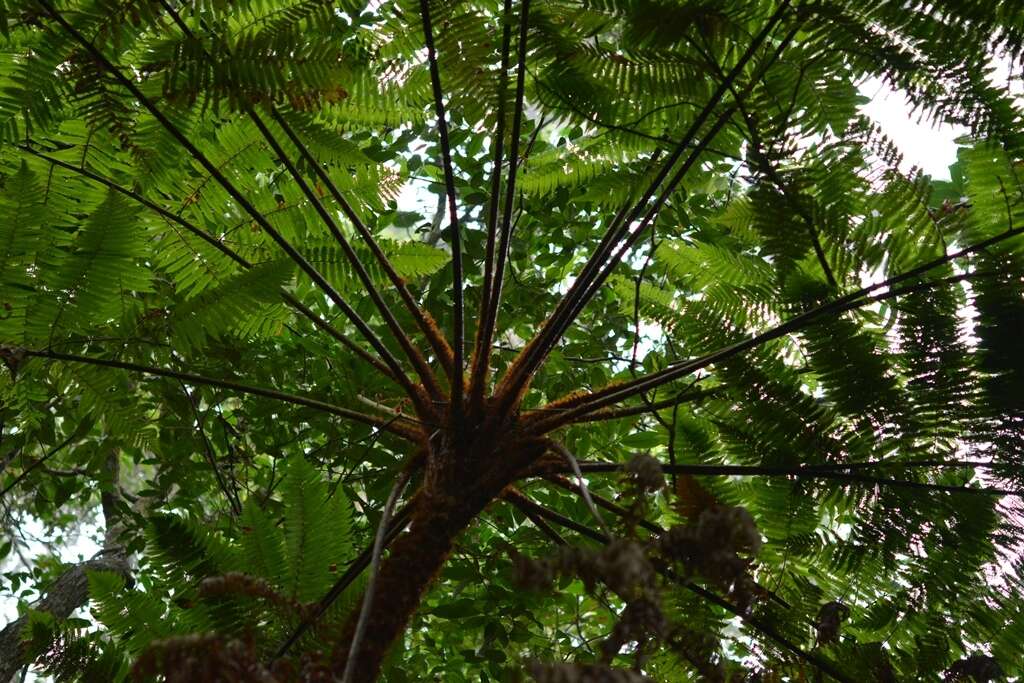 Image of Sphaeropteris horrida (Liebm.) R. Tryon