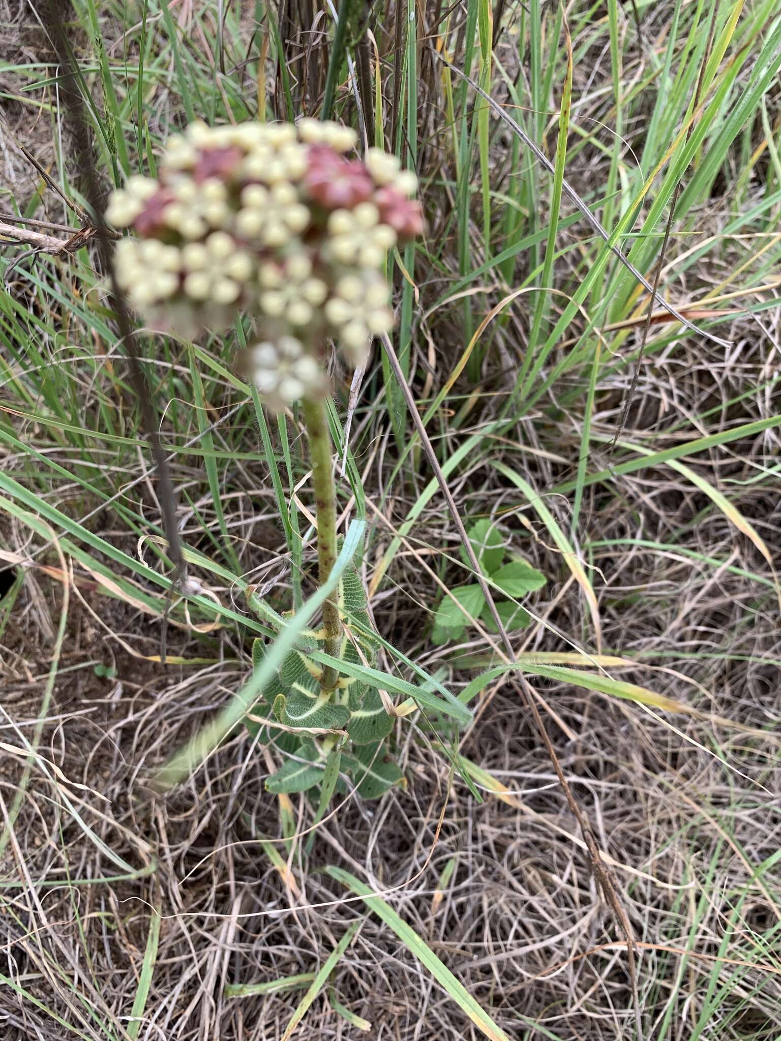 صورة Asclepias fallax (Schltr.) Schltr.