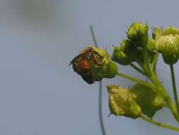 Image of Andrena florea Fabricius 1793