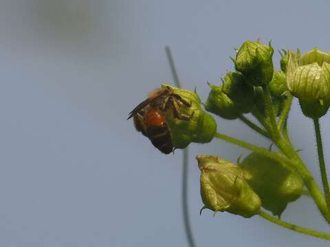 Andrena florea Fabricius 1793 resmi