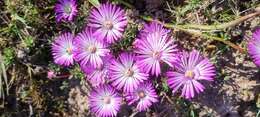 Image of Lampranthus peacockiae (L. Bol.) L. Bol.