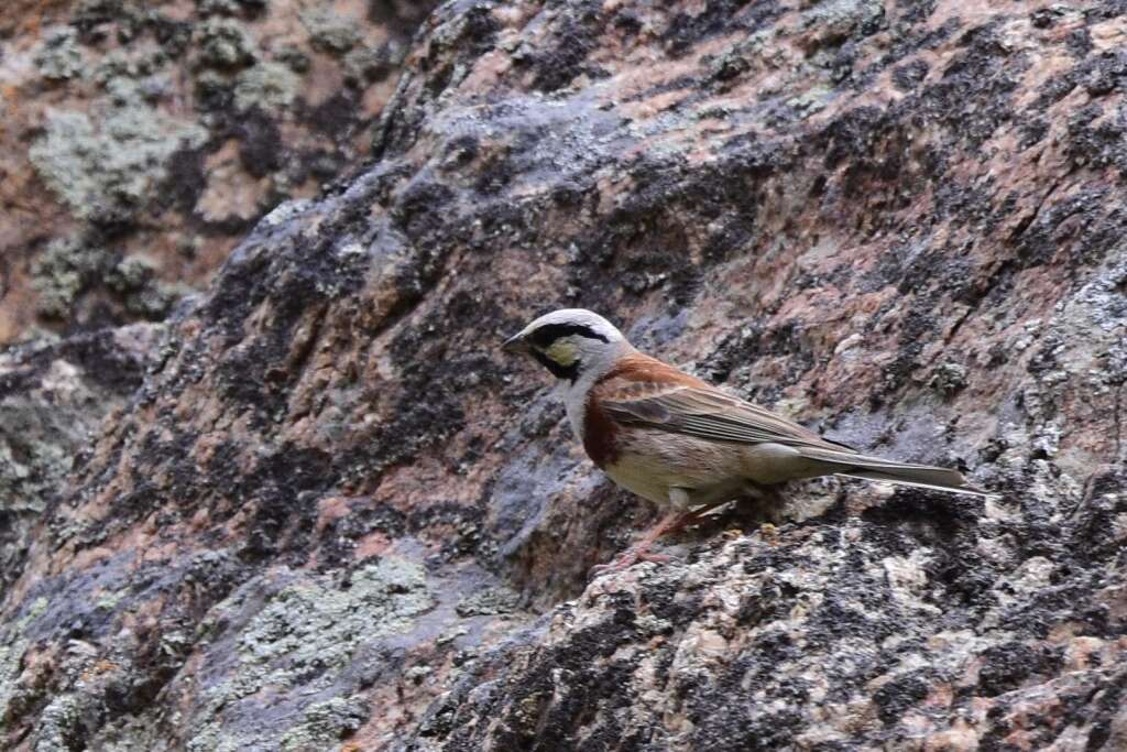 Image of Chestnut-breasted Bunting