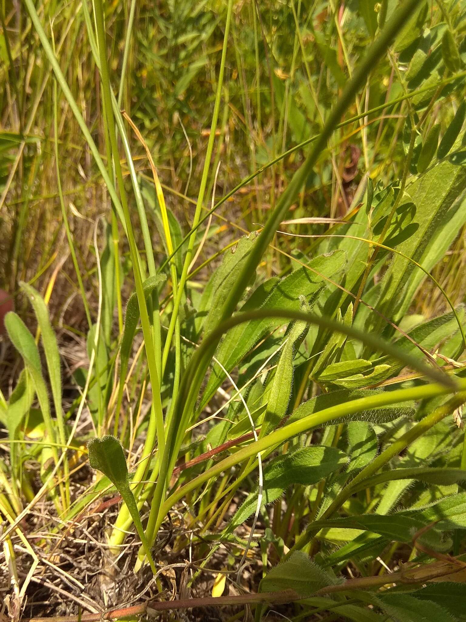 Image of Allium stellerianum Willd.