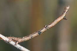 Image of large thorn