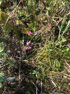 Image of purple false foxglove