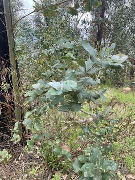 Image of Tasmanian bluegum