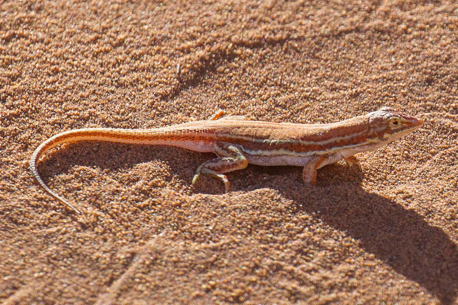 Image of Wedge-snouted Desert Lizard