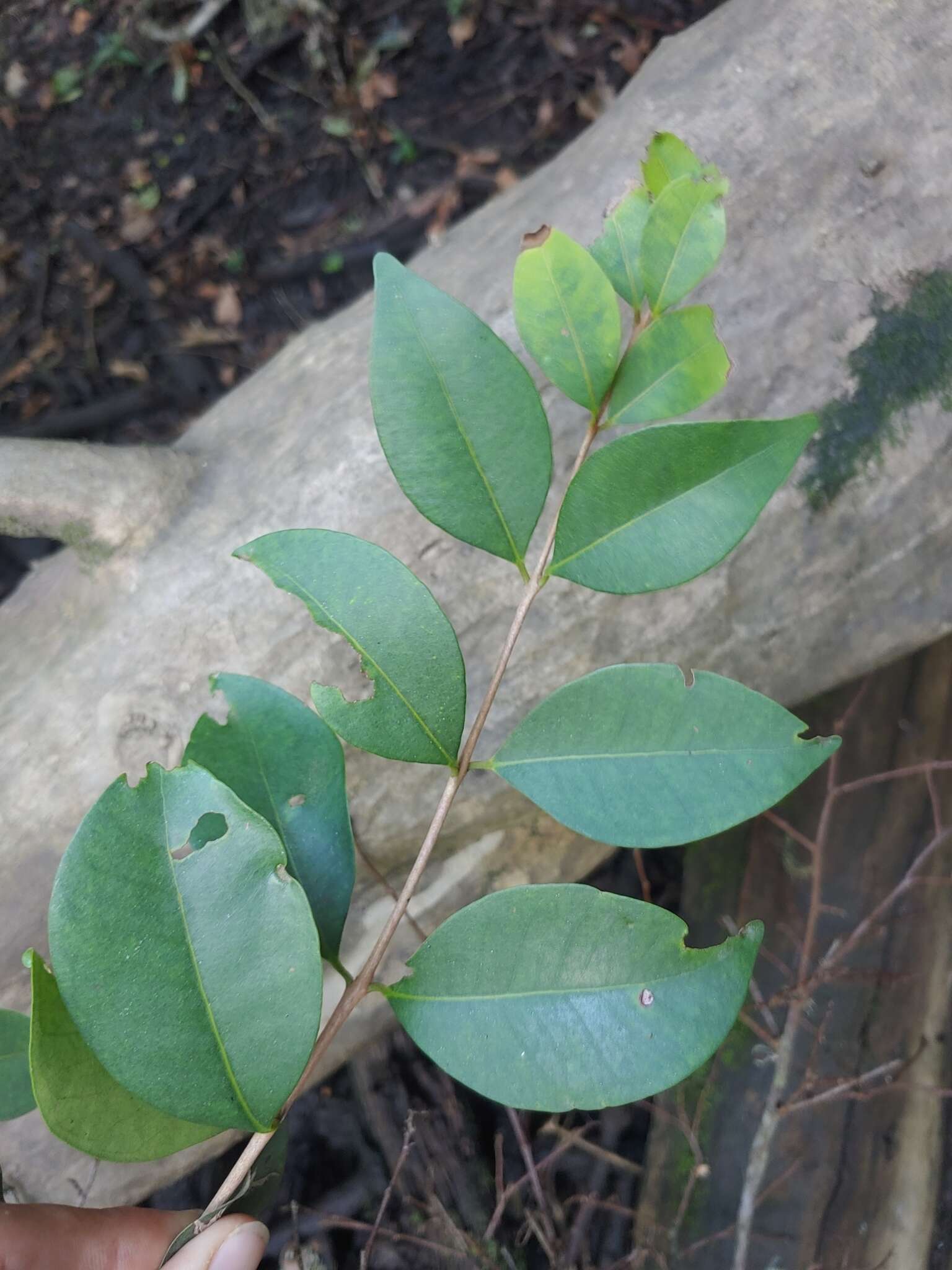 Image of Eugenia uruguayensis Cambess.