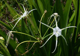 Image of beach spiderlily