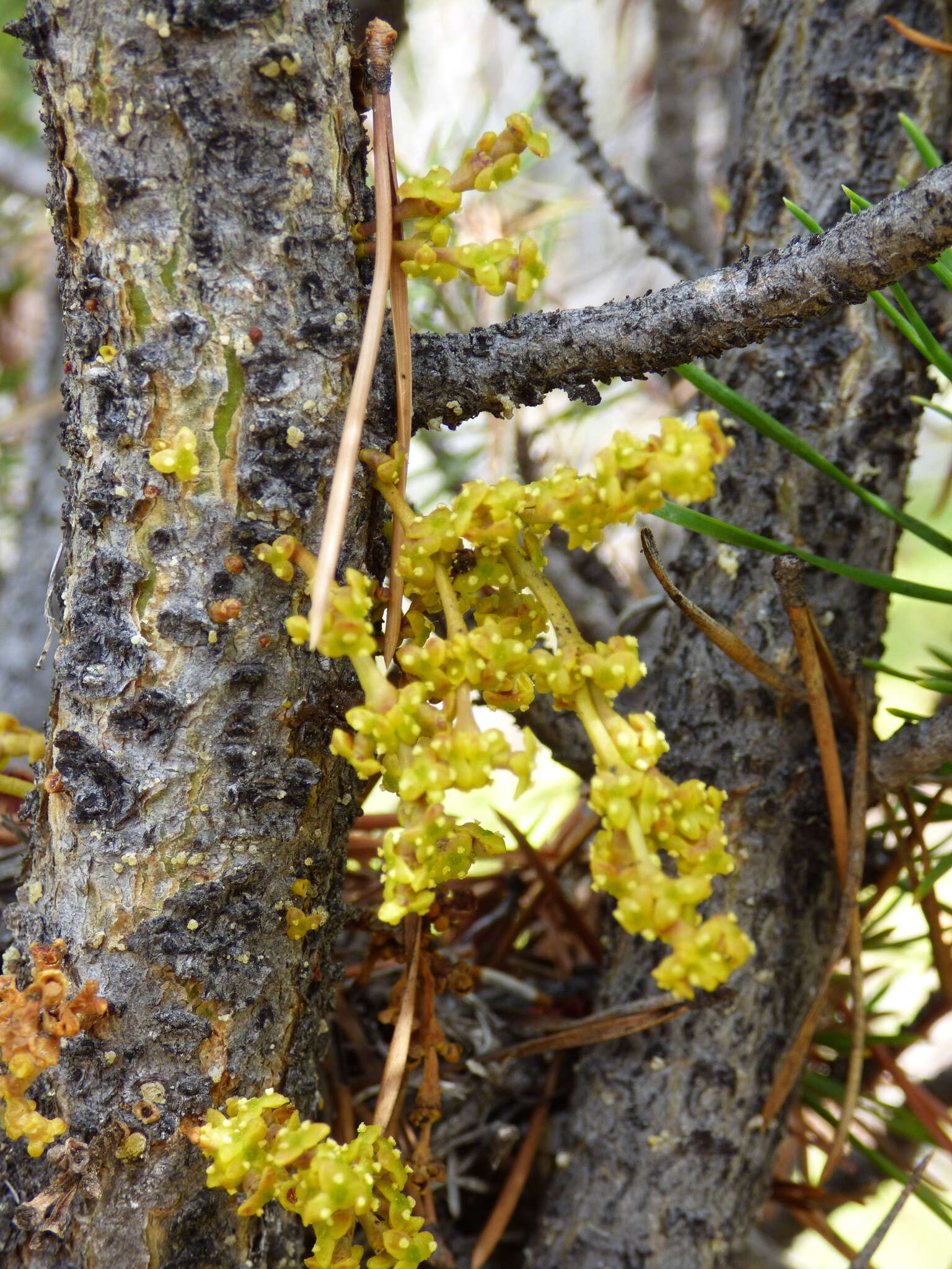 Image de Arceuthobium americanum Nutt. ex A. Gray