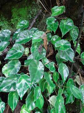 Image of Begonia calderonii Standl.