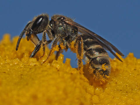 Image de Halictus leucaheneus Ebmer 1972