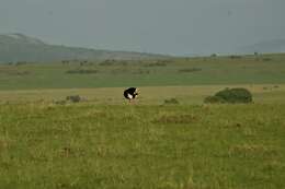 Image of Masai ostrich