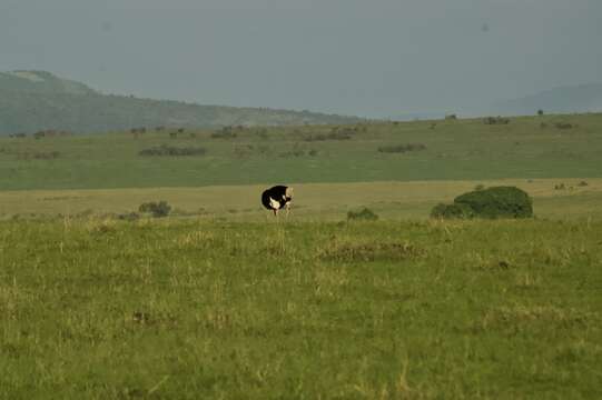 Image of Masai ostrich