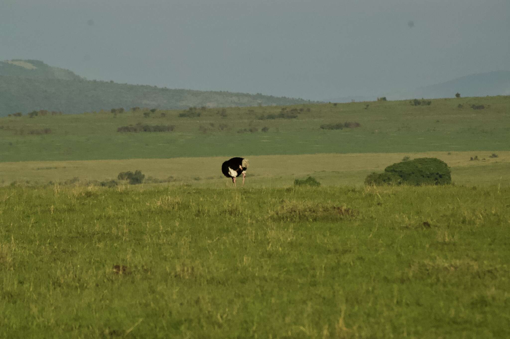 Image of Masai ostrich