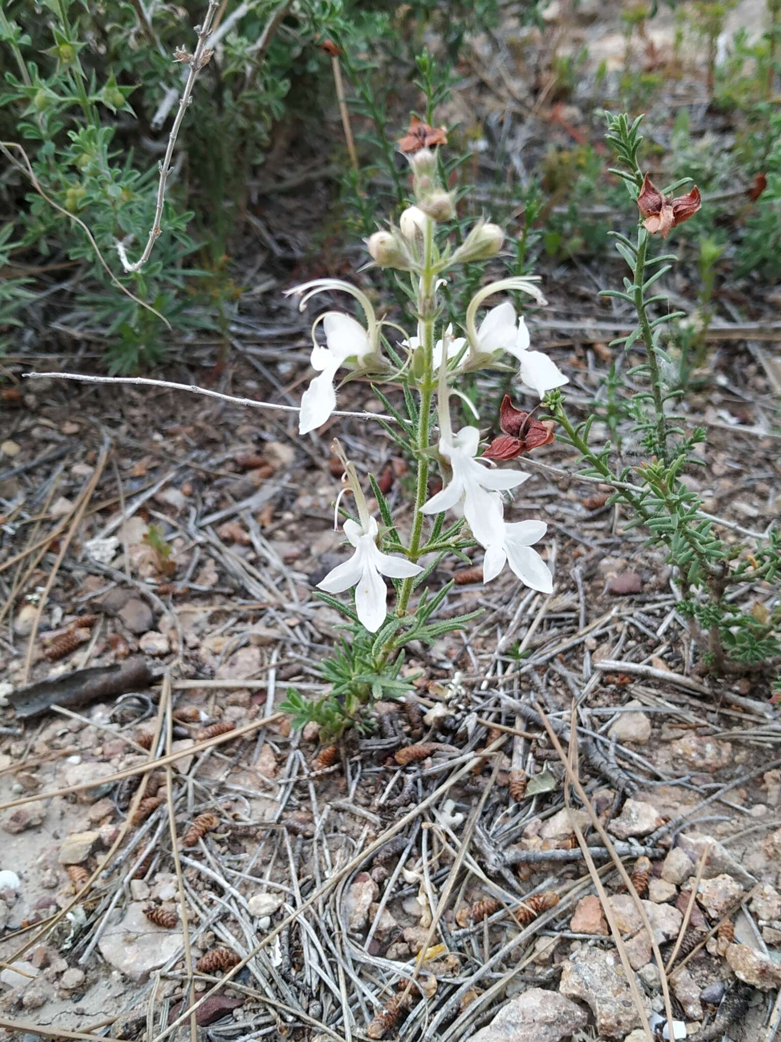 Image of Teucrium pseudochamaepitys L.