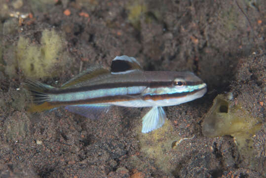 Image of Twostripe goby