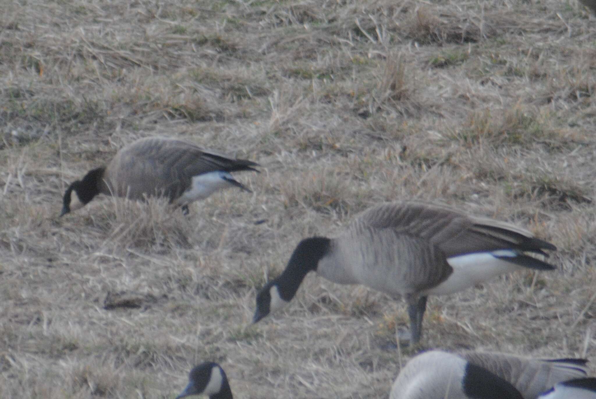 Plancia ëd Branta hutchinsii minima Ridgway 1885