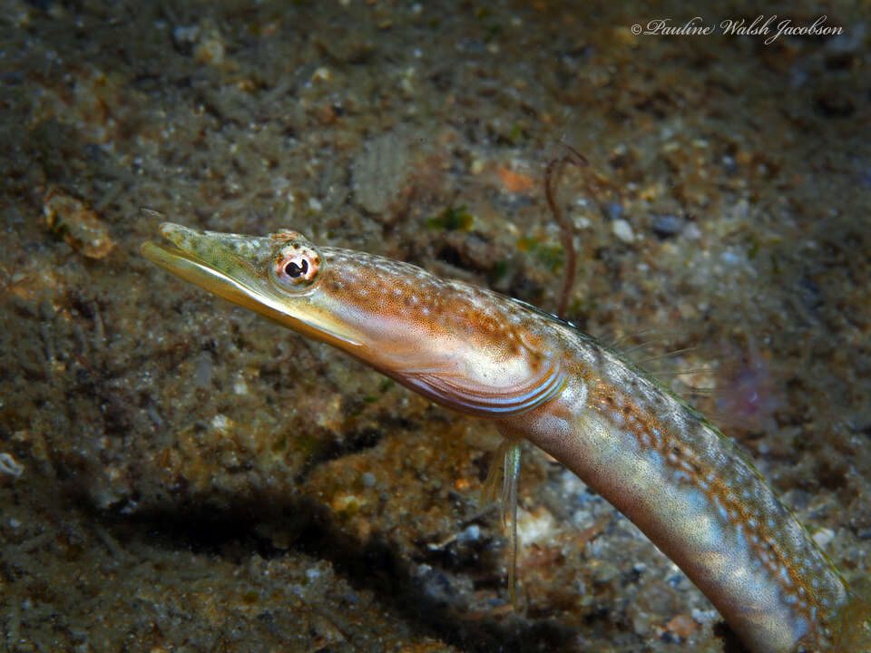 Image of Bluethroat Pikeblenny