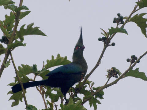 Image of Schalow's Turaco