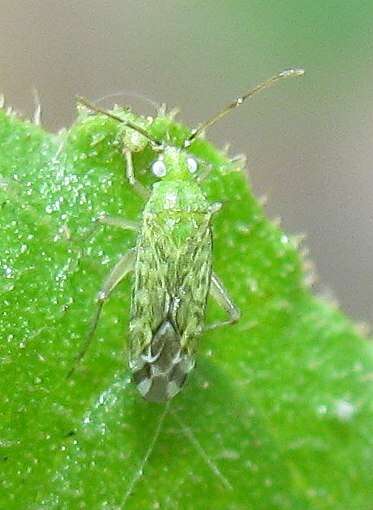 Image of Macrotylus atricapillus (J. Scott 1872)