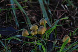 Image of Entoloma pleopodium (Bull.) Noordel. 1985