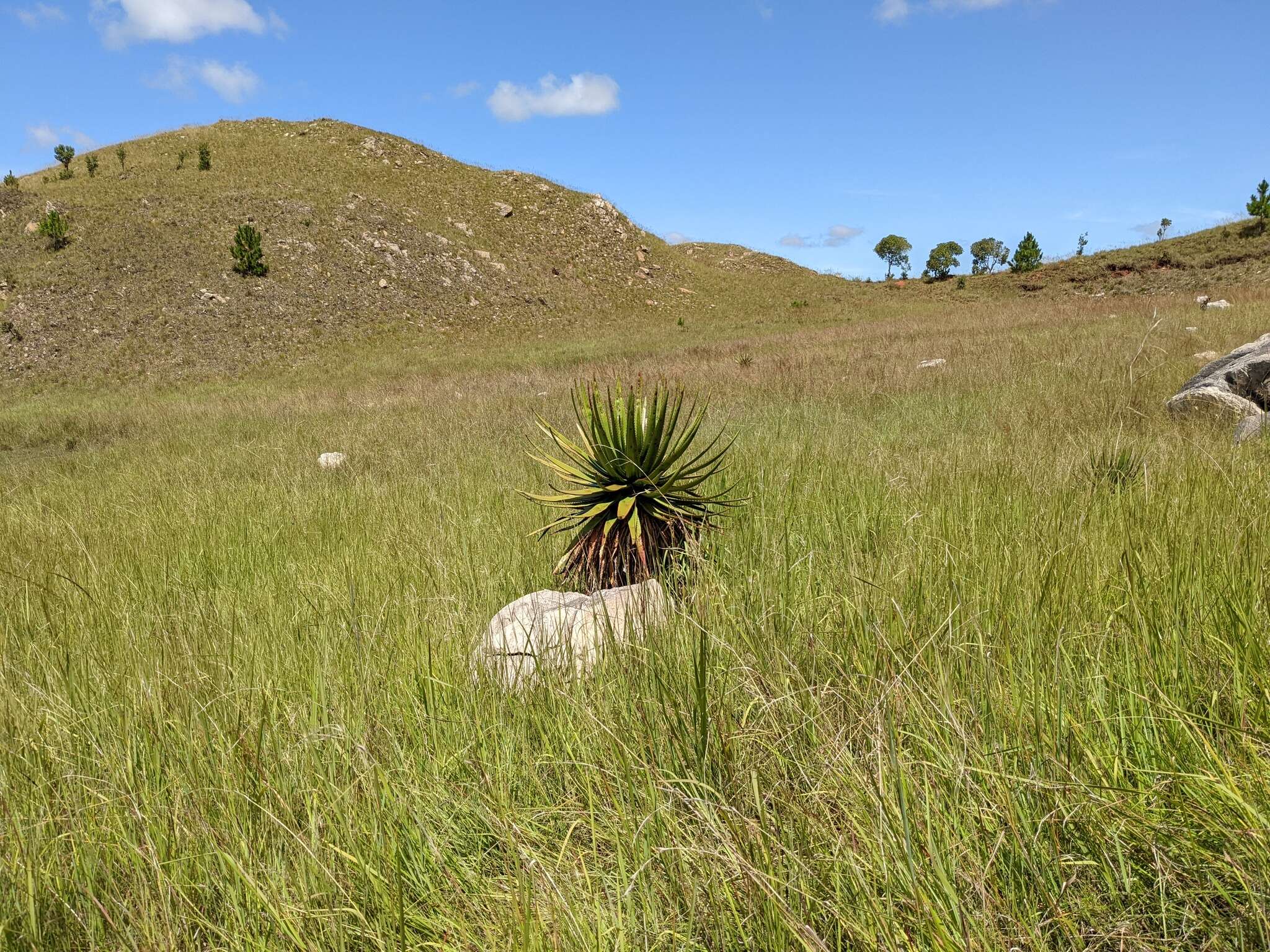 Imagem de Aloe cipolinicola (H. Perrier) J.-B. Castillon & J.-P. Castillon