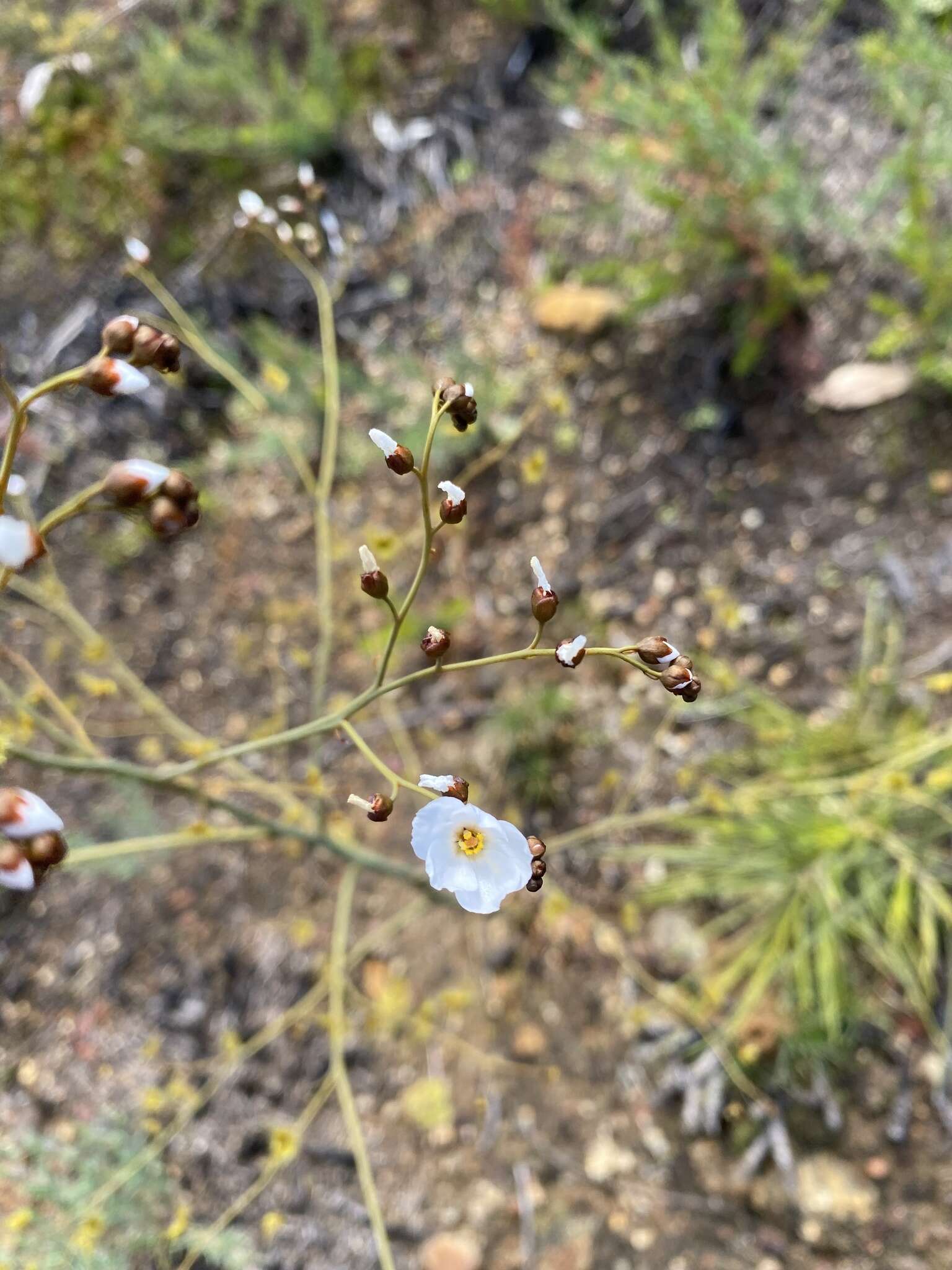 Image of Drosera gigantea Lindl.