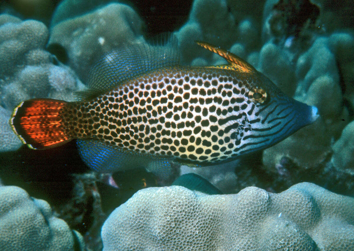 Image of Fantail filefish