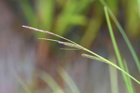 Carex appendiculata (Trautv. & C. A. Mey.) Kük. resmi