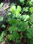 Image of Big-Foot Water-Clover