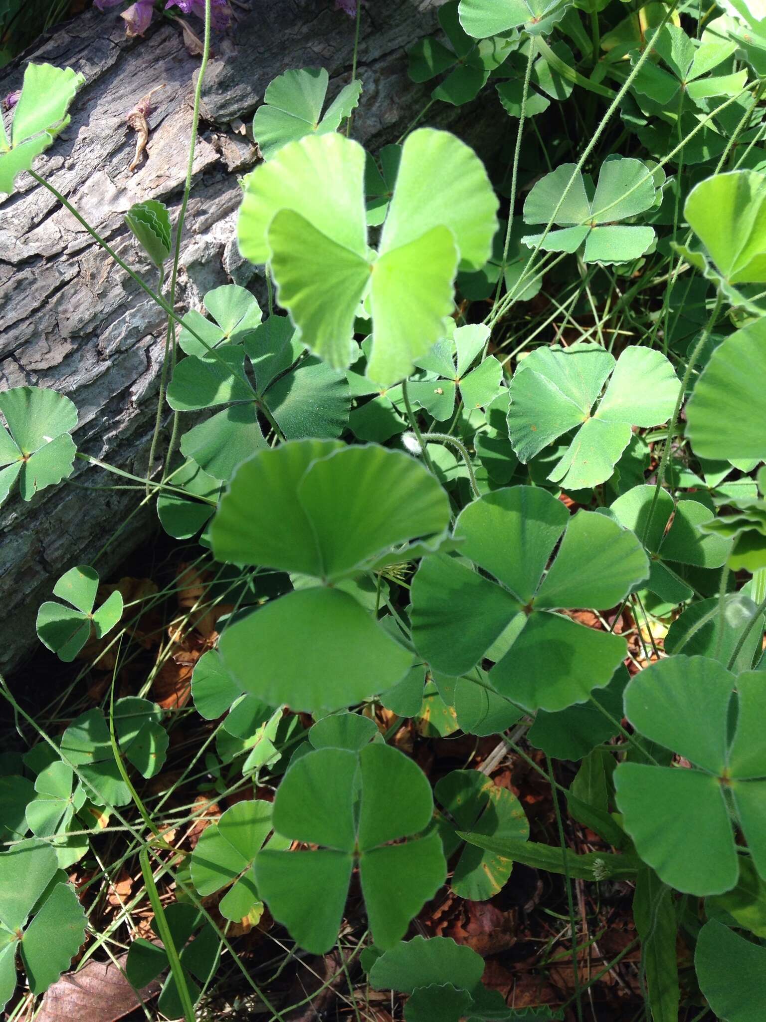 Plancia ëd Marsilea macropoda Engelm. ex A. Br.