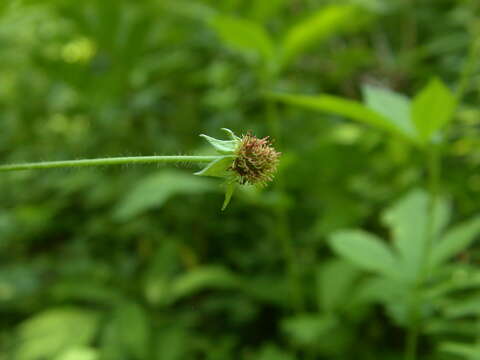 Image of avens