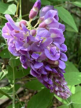 Image of American wisteria