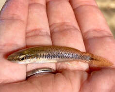 Image of Blackspotted Topminnow