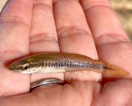 Image of Blackspotted Topminnow