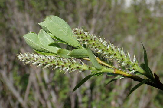 Image of Salix waldsteiniana Willd.