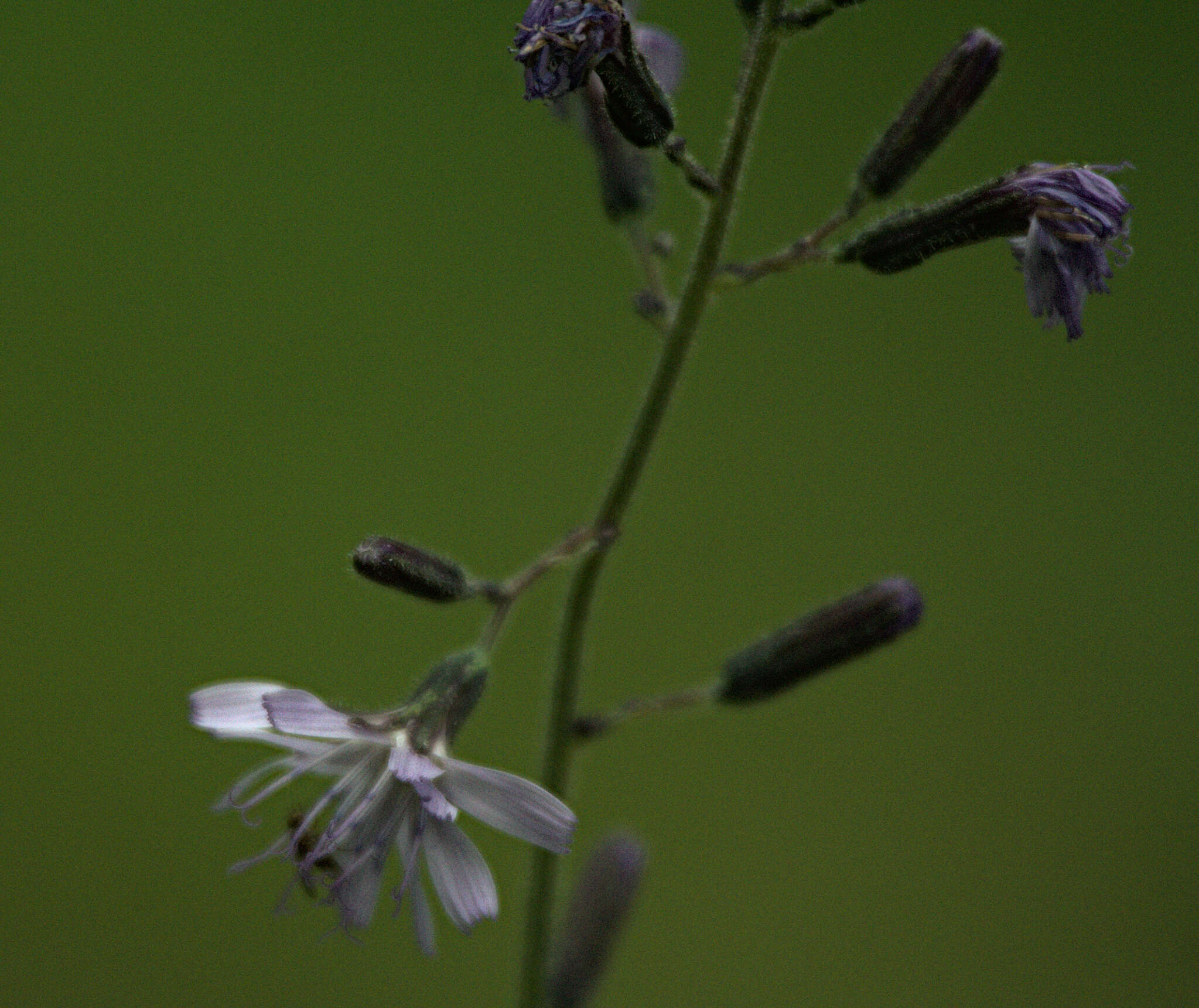 Image de Cicerbita azurea (Ledeb.) Beauv.