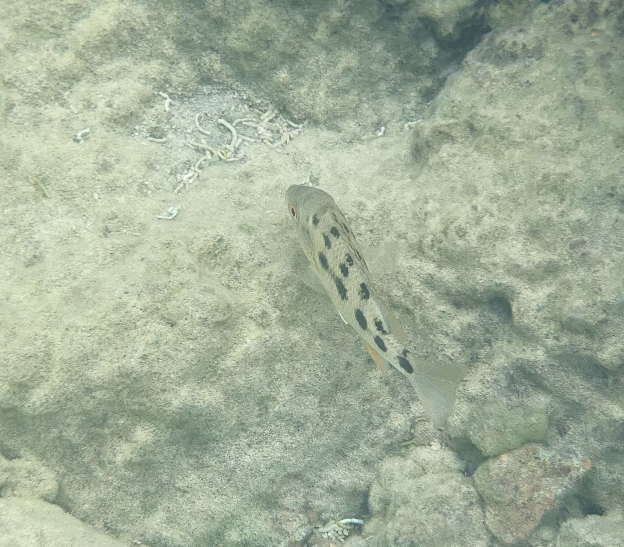 Image of Fossorochromis rostratus (Boulenger 1899)