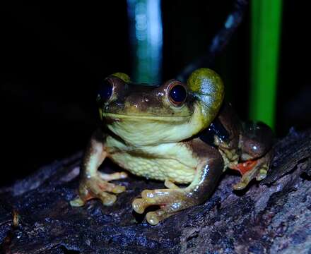 Image of Surinam golden-eyed treefrog