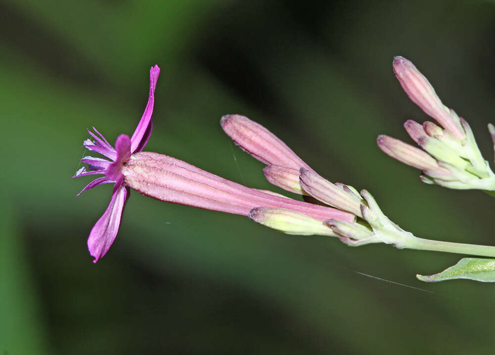 صورة Atocion armeria (L.) Fourr.