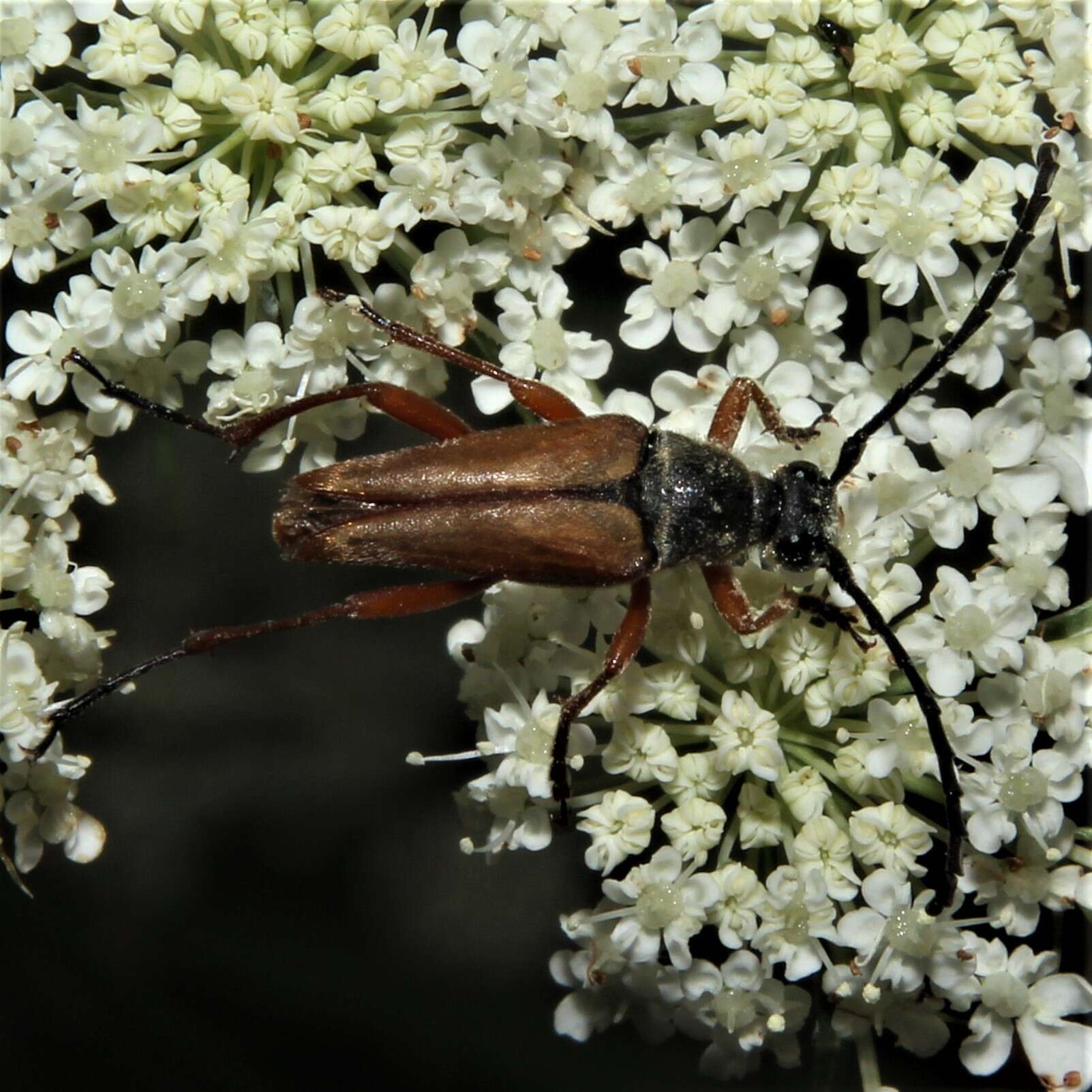 Image of Typocerus acuticauda Casey 1913