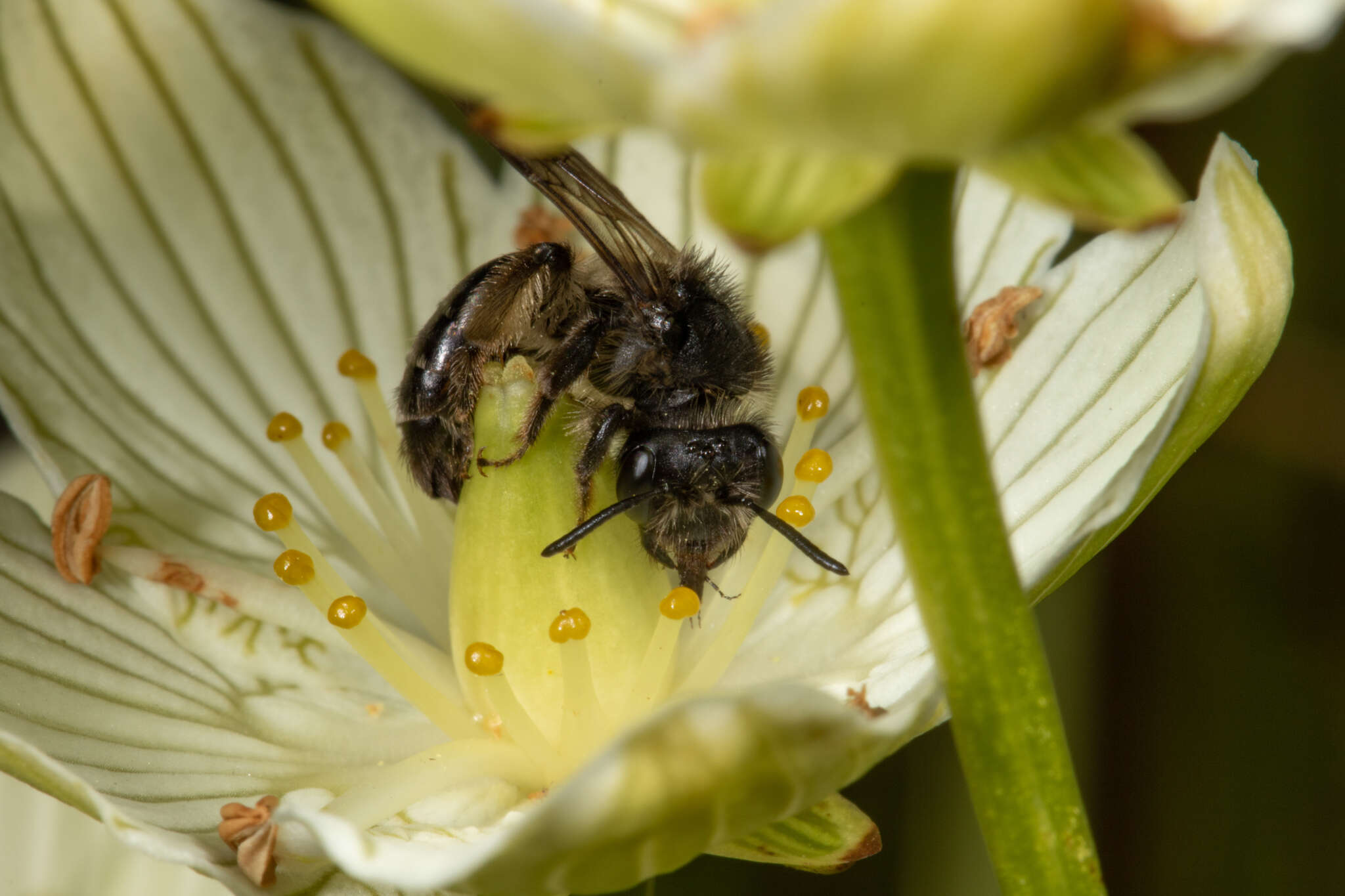 Image of Andrena parnassiae Cockerell 1902