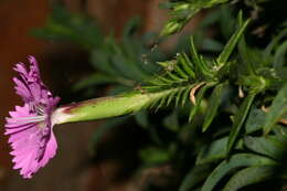 صورة Dianthus rupicola subsp. hermaeensis (Coss.) O. Bolòs & Vigo