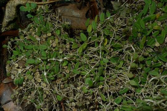 Image of Pygmy tree orchid