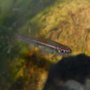 Image of red-striped rasbora