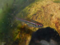 Image of red-striped rasbora