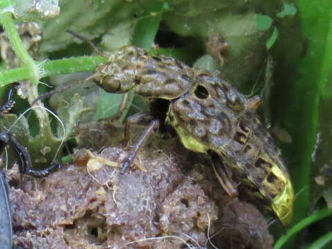 Image of Gold-and-brown Rove Beetle