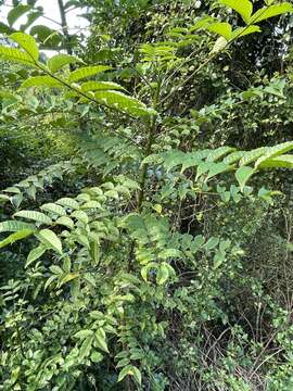 Image of prickly yellow